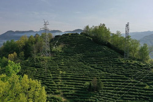 漢中第三批生態(tài)茶園風(fēng)采 鎮(zhèn)巴篇