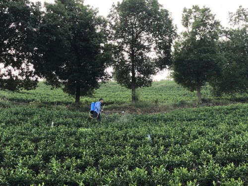 處暑節(jié)氣 里岙山安吉白茶茶園生長記錄