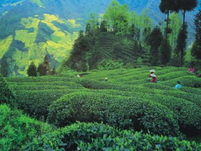 蘆山 探索生態(tài)精品農業(yè)發(fā)展之路 助推鄉(xiāng)村振興