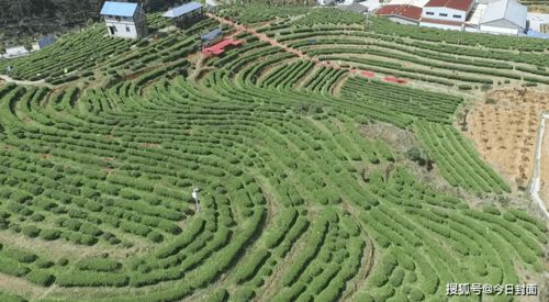 傅天龍 脫貧致富花為媒