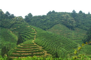 祁門紅茶傳承人王昶 年輕人有紅茶消費需求