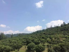 他曾經患癌晚期,卻用10年時間撐起1000畝有機茶園