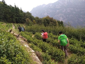 三山五岳之 雁蕩山 四尖全穿 五老癲 兩天輕裝