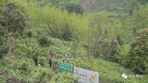 崇州枇杷茶園與雁蕩山茶苑的文化交融與競爭