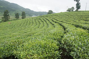 耿馬縣做實茶葉產業 雁蕩山茶苑的綠色發展之路