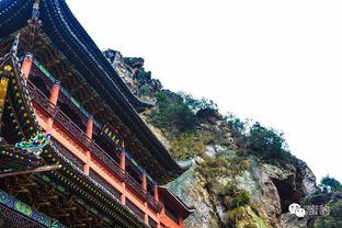 獵奇欲 這個地方居然狂野又性感——雁蕩山茶苑