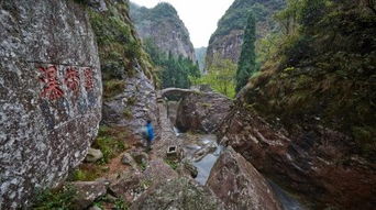 雁湖景區與雁蕩山茶苑 門票價格與團購指南
