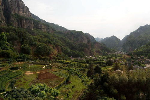 雁蕩山游記 茶苑清香