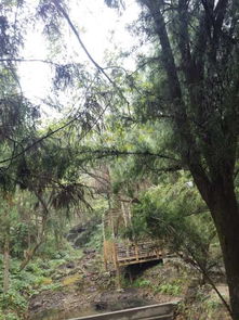 雁蕩山雁南左舍精品民宿與茶苑體驗(yàn)記